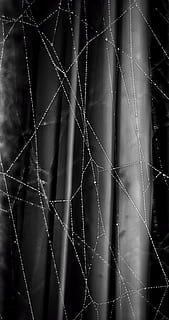 spider web, light, strings, strands, still, black and white HD wallpaper