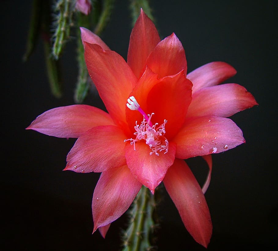 cactus, cacti, red, flower, nature, desert, plant, succulent HD wallpaper