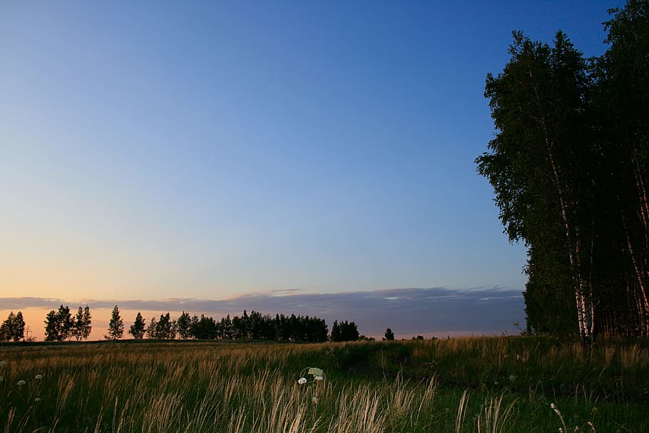 sky, tree, view, wood, field, night, rural, scene, tranquil HD wallpaper