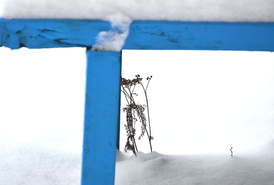 winter, snow, plant, blue, day, close-up, nature, cold temperature HD wallpaper