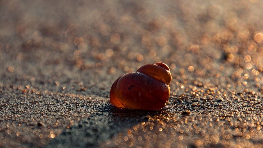 shell, nature, snail, animal, slowly, mollusk, close up, snail shell HD wallpaper