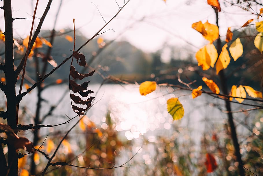 Close-up Photography of Brown Leafed Trees Near Calm Water, beautiful HD wallpaper