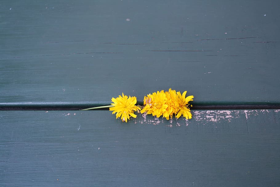 australia, victoria, flower, flowering plant, water, yellow HD wallpaper