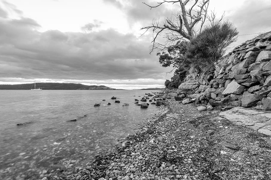 Grayscale Photography of Bare Tree Beside Body of Water, beach HD wallpaper