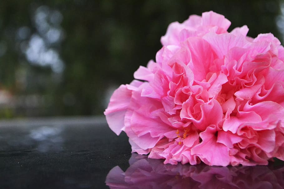 flower, pink, nature, flowering plant, pink color, beauty in nature HD wallpaper