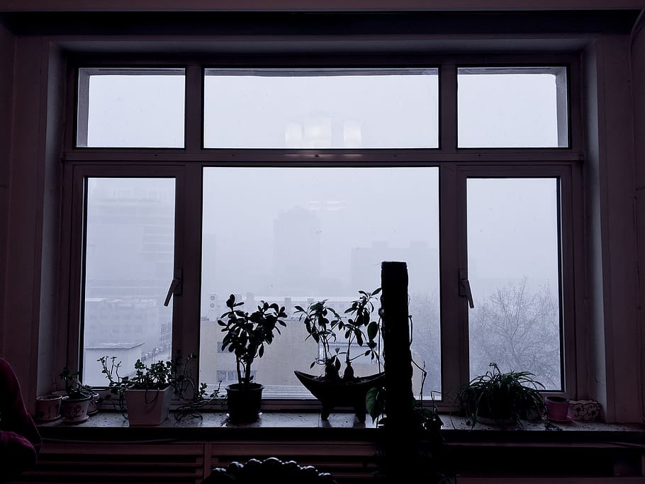 window, snowing day, indoors, potted plant, glass - material HD wallpaper