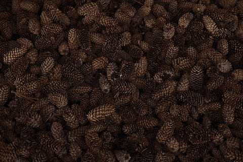 brown pinecones, rug, outdoors, water, animal, sea life, reef HD wallpaper