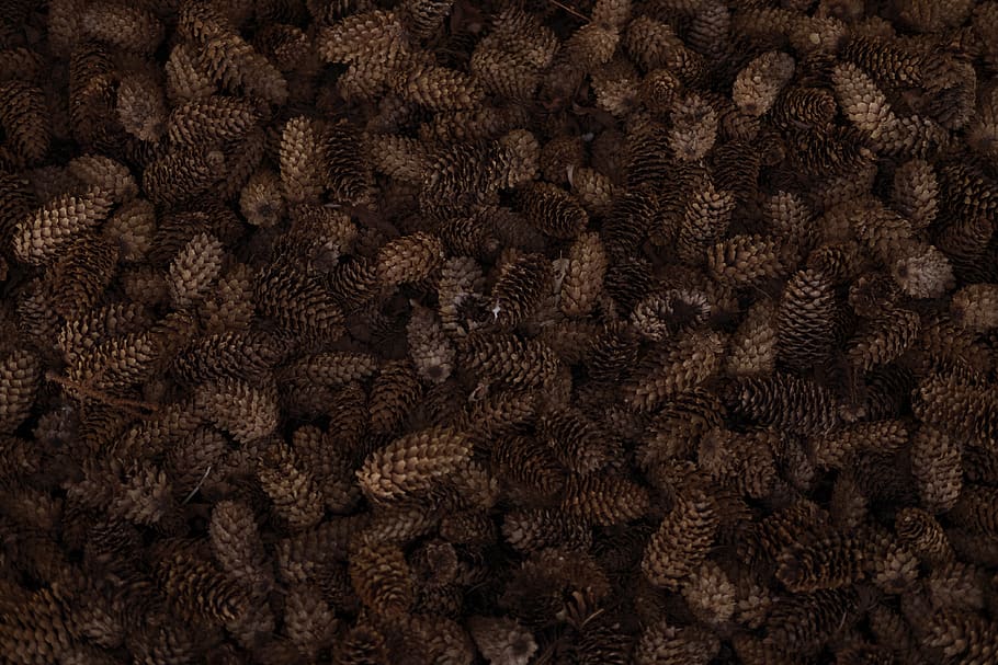 brown pinecones, rug, outdoors, water, animal, sea life, reef HD wallpaper