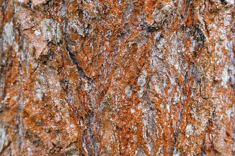 tree, bark, pine, nature, forest, pattern, structure, full frame HD wallpaper