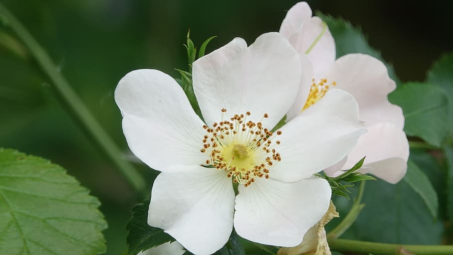 wild rose, field, nature, flower, flowering plant, freshness HD wallpaper