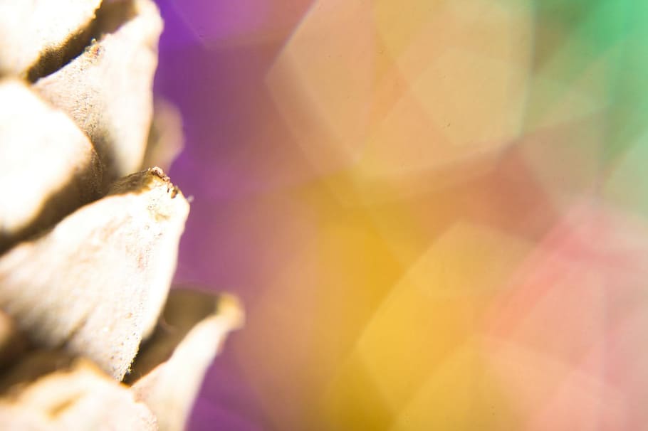 abstract, pine, cone, background, blur, bright, brilliant, celebrate HD wallpaper