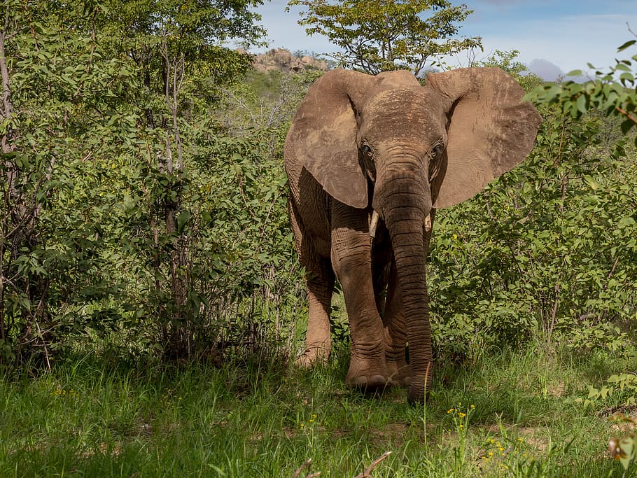 elephant standing beside tree, animal themes, animals in the wild HD wallpaper