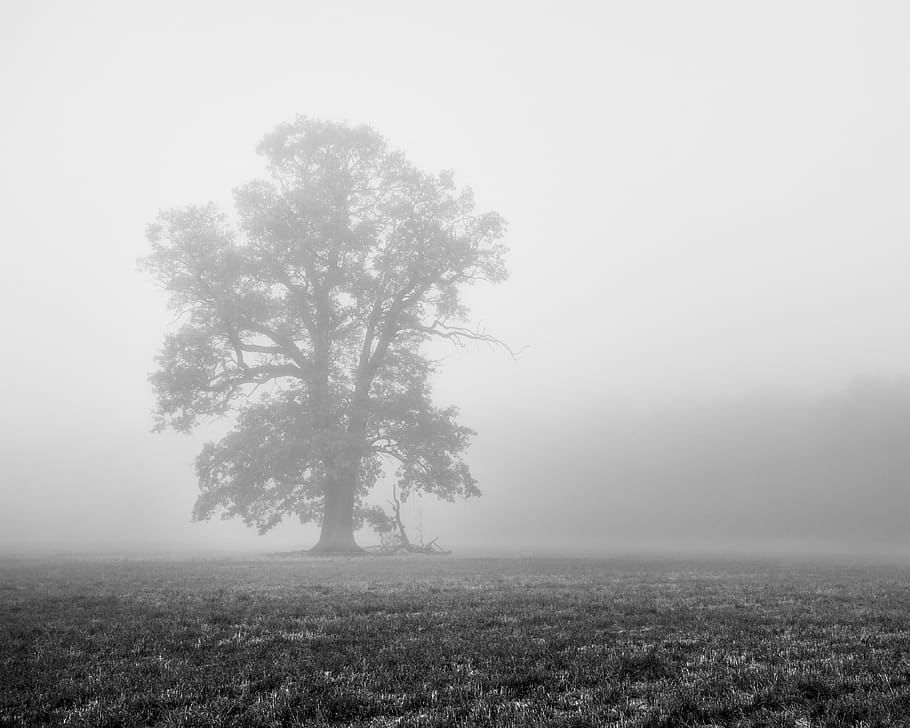 germany, berlin, buch, fog, tree, plant, landscape, environment HD wallpaper