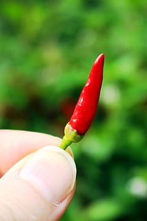 Red chili peper held by a person, chili pepper, chilli peper HD wallpaper