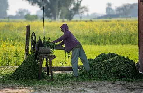 cutter, labor, machine, work, tool, farm, farm life, pakistan HD wallpaper