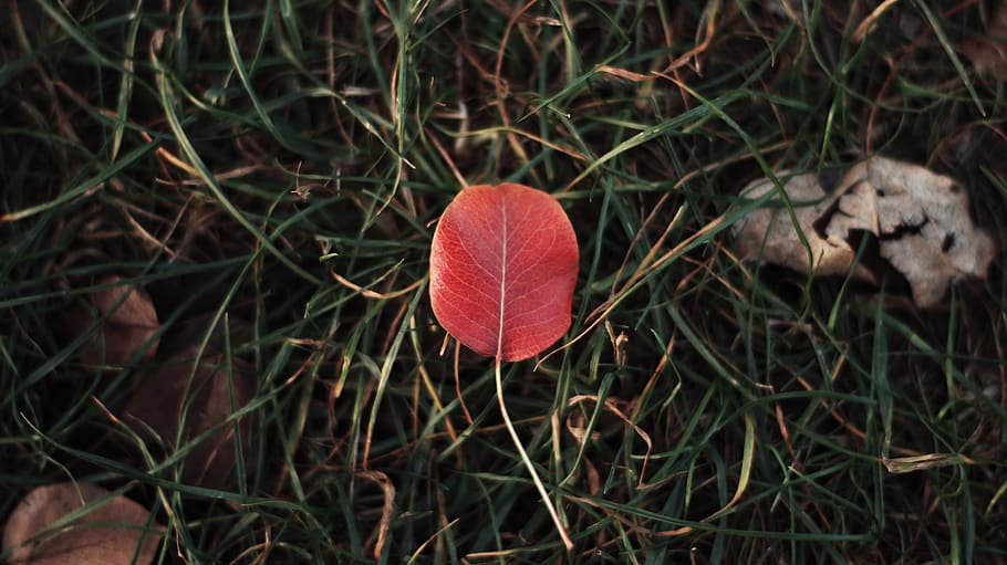 red leaf, fungus, na chodovci 2490/16, czechia, rust, aloe, flora HD wallpaper