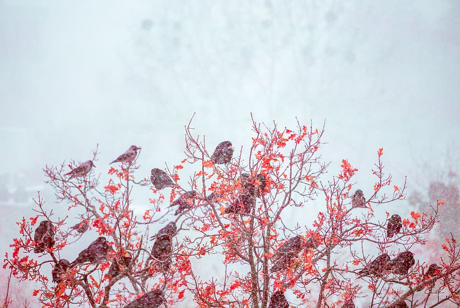 birds perched on red leafed tree branches, winter, snow, cold HD wallpaper