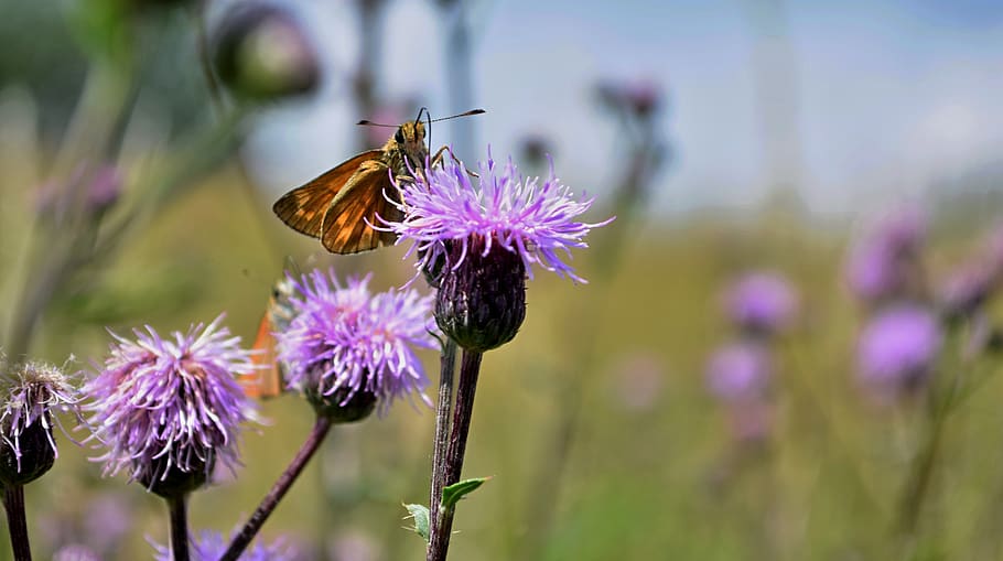 insects, butterfly, flower, macro, close-up, nature, flowering plant HD wallpaper