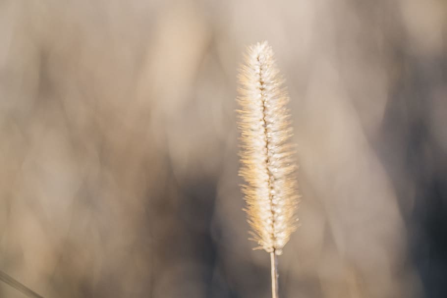 wheat, grass, golden, wild, sunset, close-up, plant, nature HD wallpaper