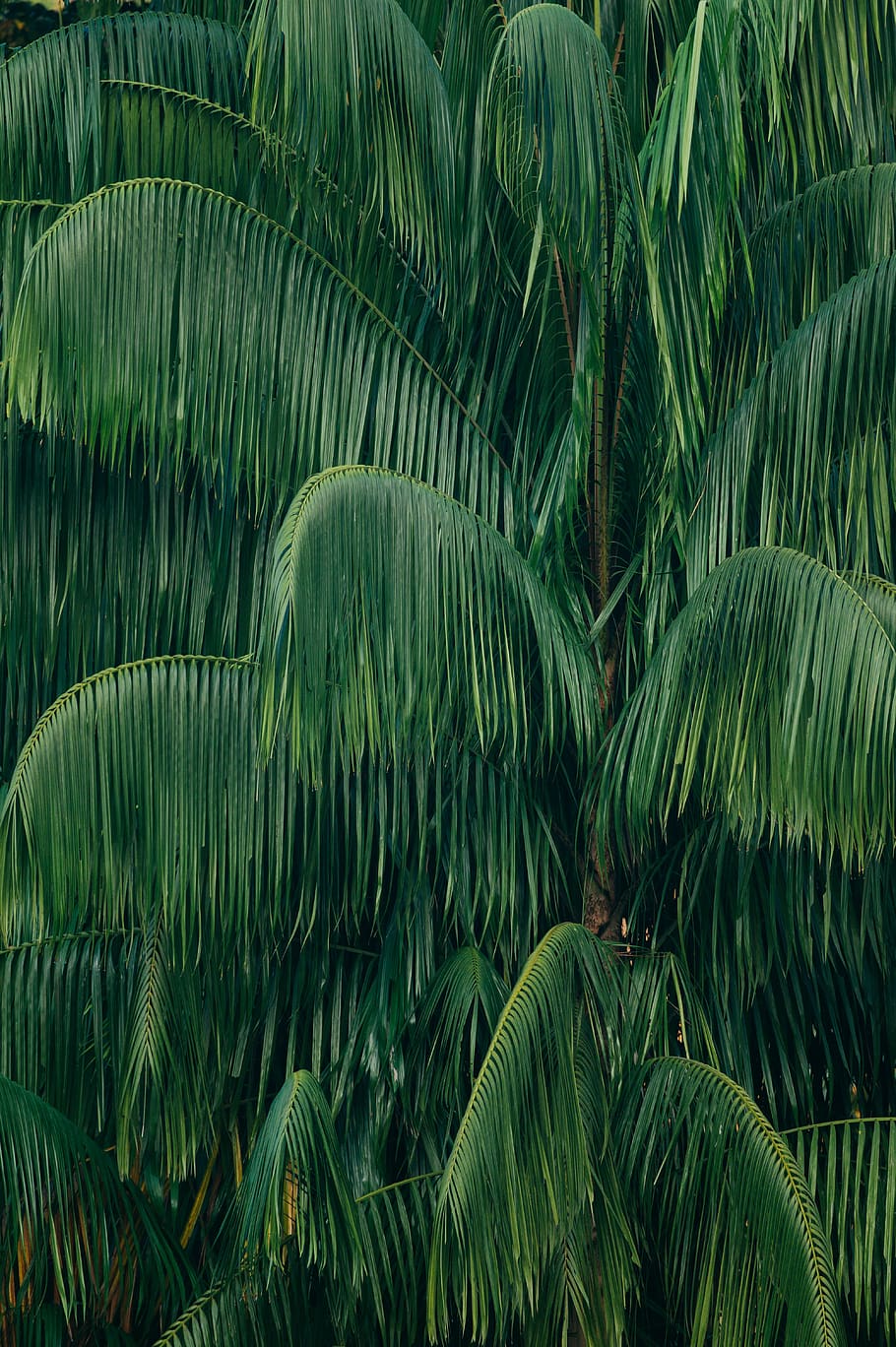green palm tree, green color, leaf, full frame, backgrounds, no people HD wallpaper