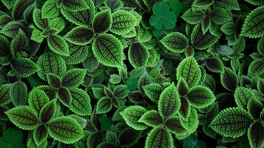 leaves, leaf, background, green, fresh, nature, organic, texture HD wallpaper