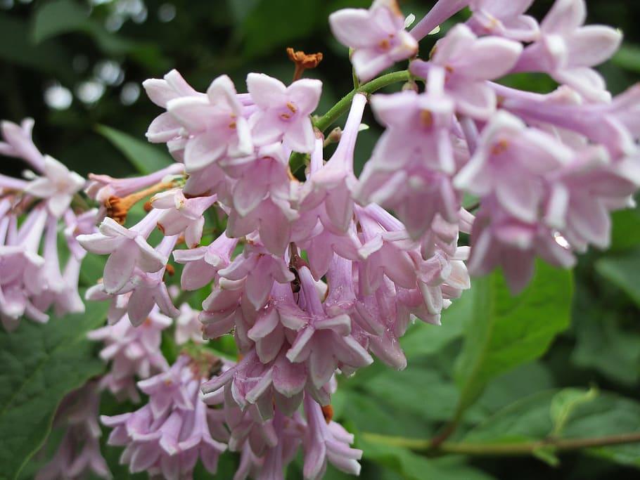 flowers, spring, purple, flowering plant, fragility, growth HD wallpaper