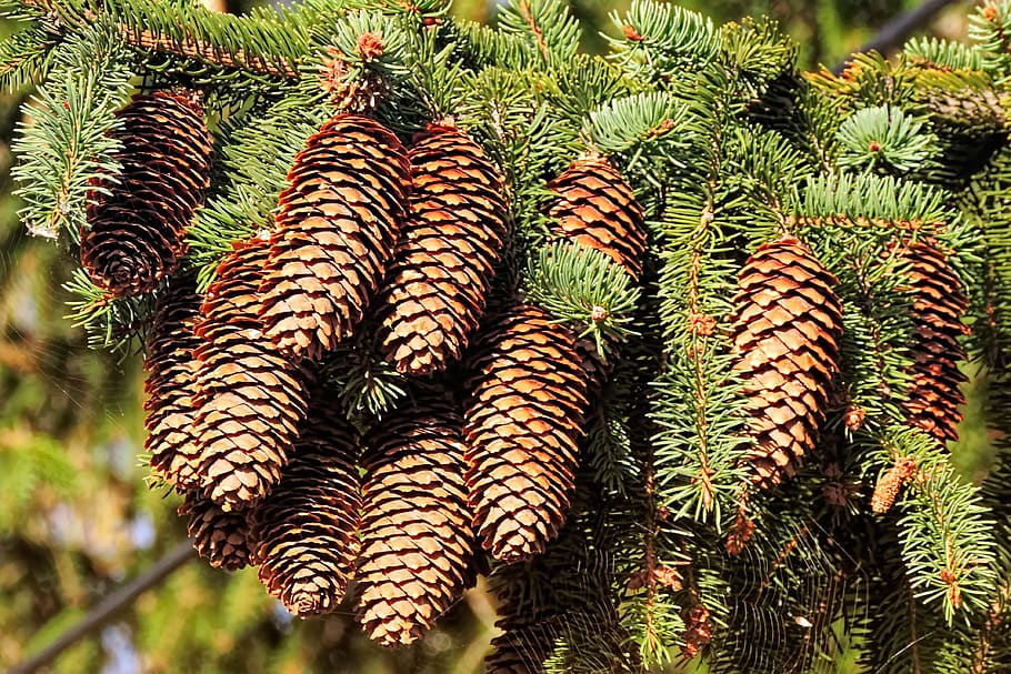 tap, pine cones, nature, tree, fir tree, needles, softwood HD wallpaper
