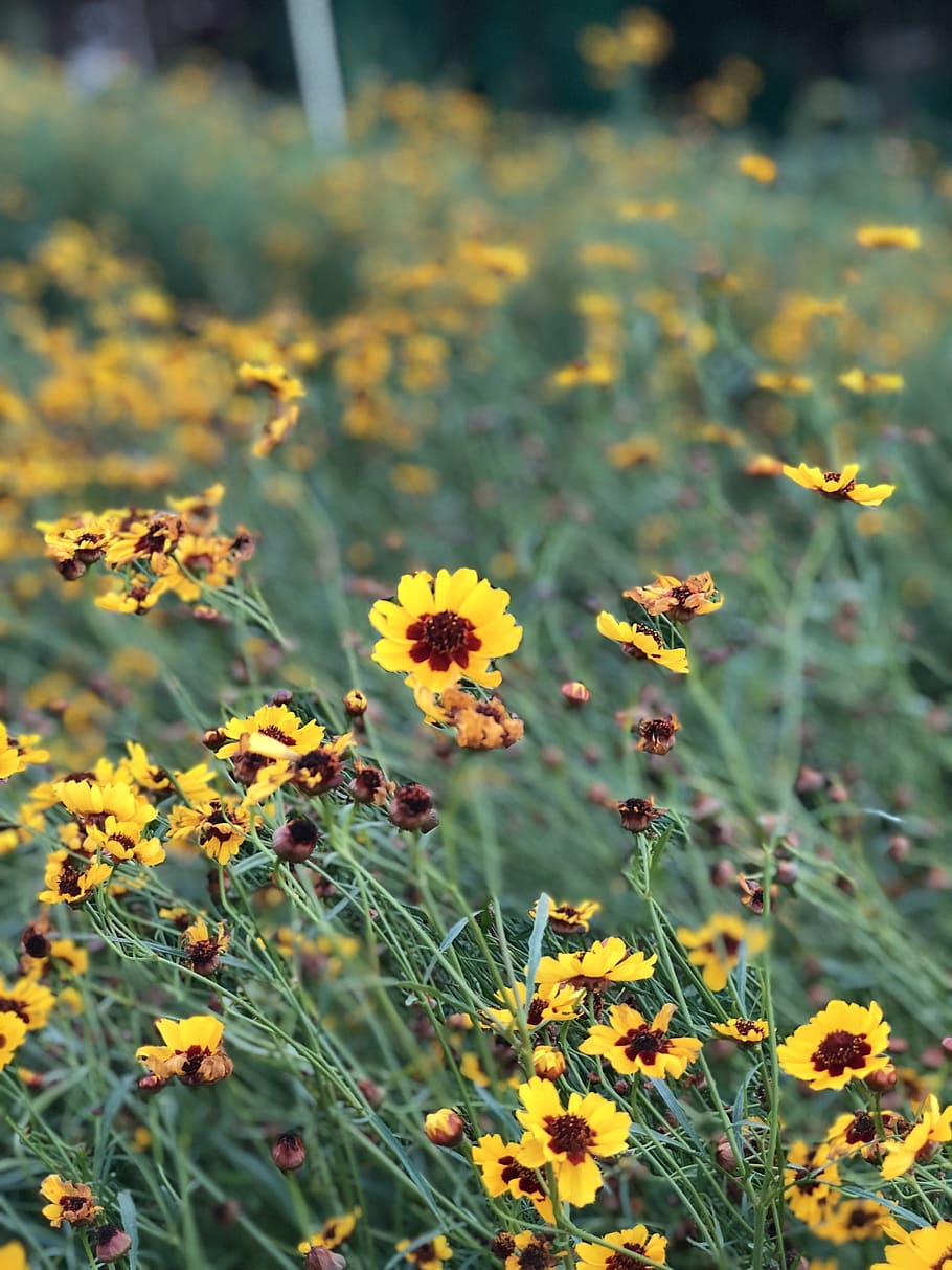 Close-Up Photography of Yellow Flowers, beautiful, bloom, blooming HD wallpaper