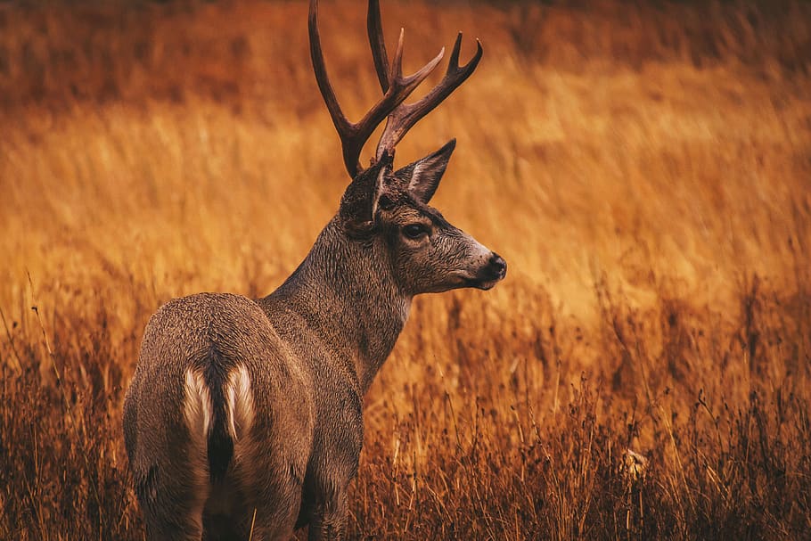 deer surrounded by grass, animal themes, animal wildlife, animals in the wild HD wallpaper
