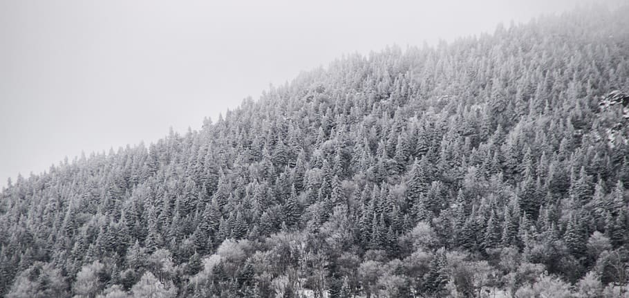 canada, eastman, tree, plant, beauty in nature, forest, cold temperature HD wallpaper