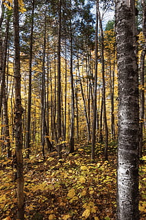 green forest trees during daytime, plant, birch, ground, tree trunk HD wallpaper