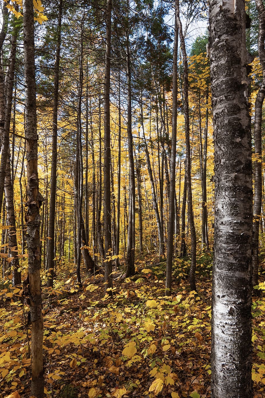 green forest trees during daytime, plant, birch, ground, tree trunk HD wallpaper
