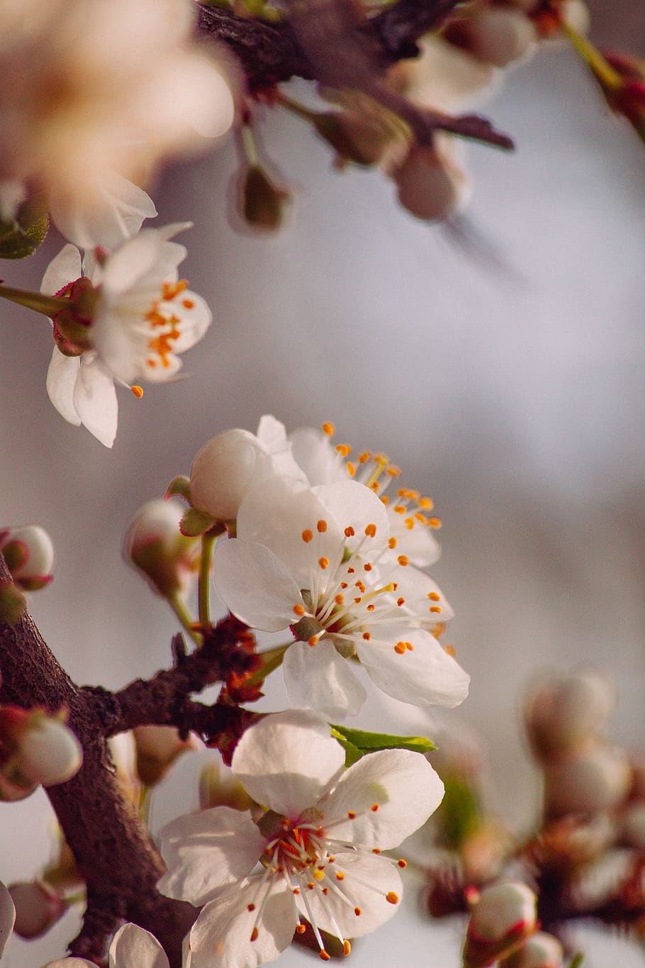 selective focus photo of cherry blossoms, plant, pollen, flower