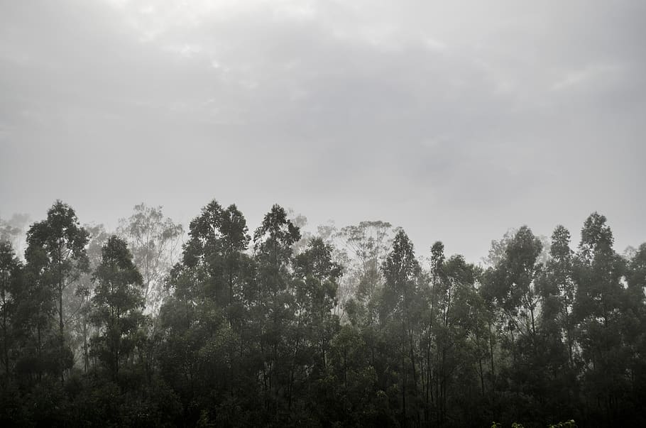 brazil, amparo, trees, green, fog, leaf, forest, cloud, eucalyptus HD wallpaper