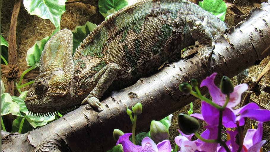 reptile, chameleon, insect eater, terraristik, yemen chameleon, HD wallpaper