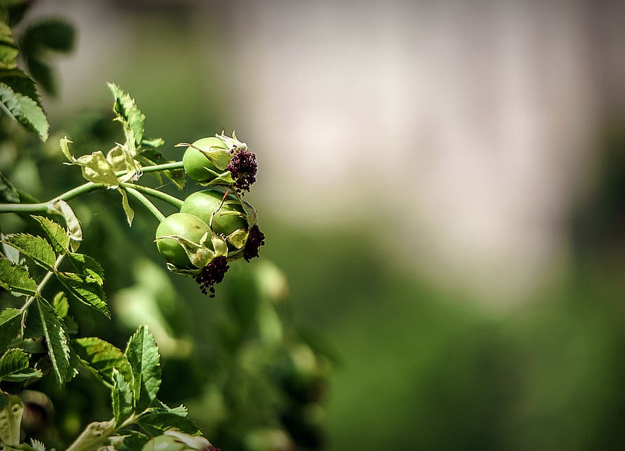 botany, nature, berries, green, spring, garden, flora, beauty HD wallpaper