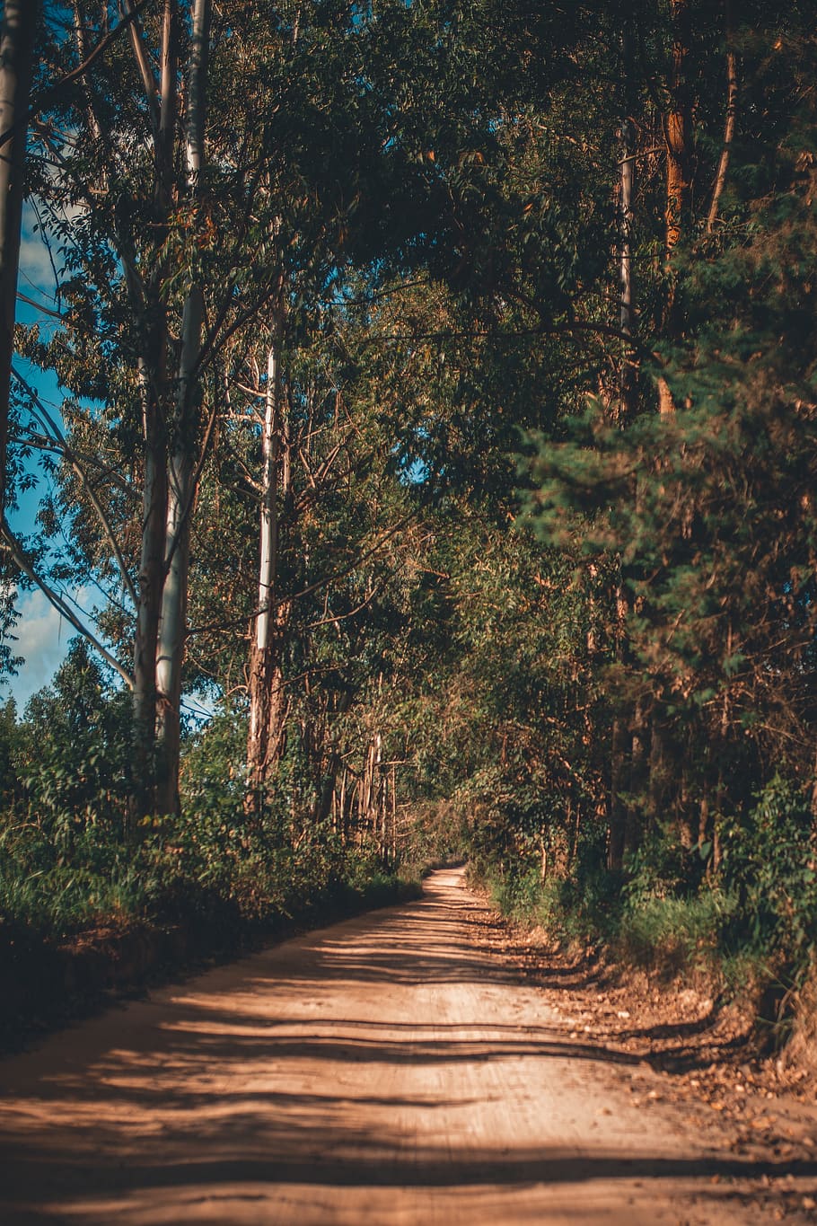 Photo of Dirt Road Surrounded By Trees, branches, environment HD wallpaper