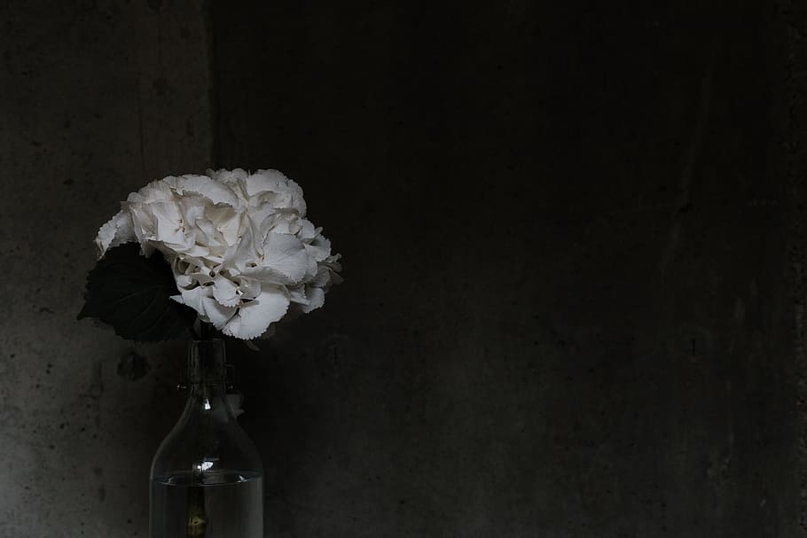 white petaled flowers on clear glass vase, bottle, dark, black HD wallpaper
