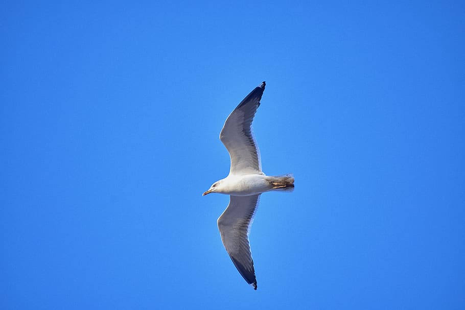 seagull, ave, wings, beach, sky, nature, animal themes, animal wildlife HD wallpaper