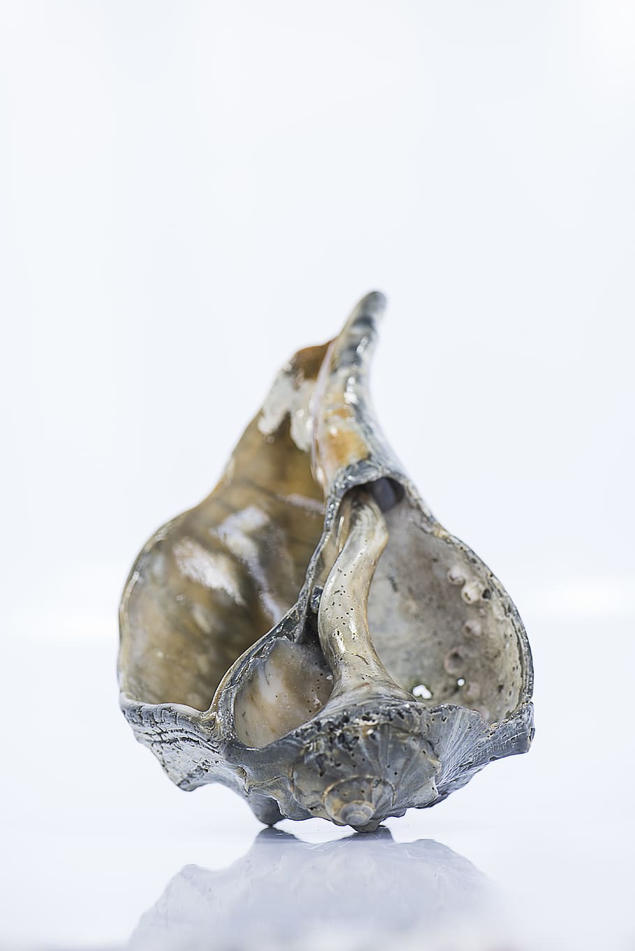 beach, ocean, shell, sea, seashell, white background, studio shot HD wallpaper