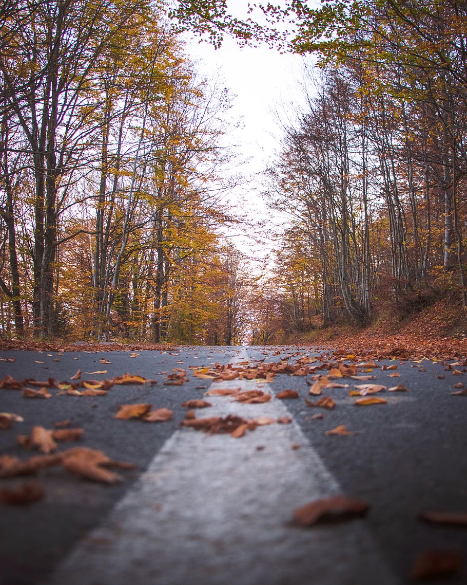 road between forest, tree, autumn, plant, change, direction, the way forward HD wallpaper