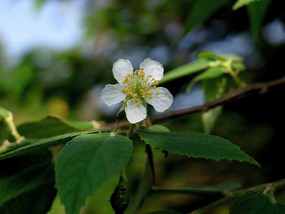 muntingia, muntingia flower, muntingia tree, tree eggs fish, HD wallpaper