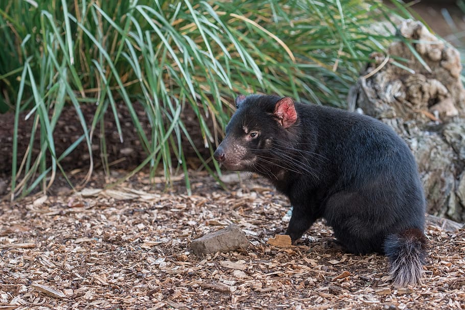 tasmanian devil, tassie devil, marsupial, endangered, mammal HD wallpaper