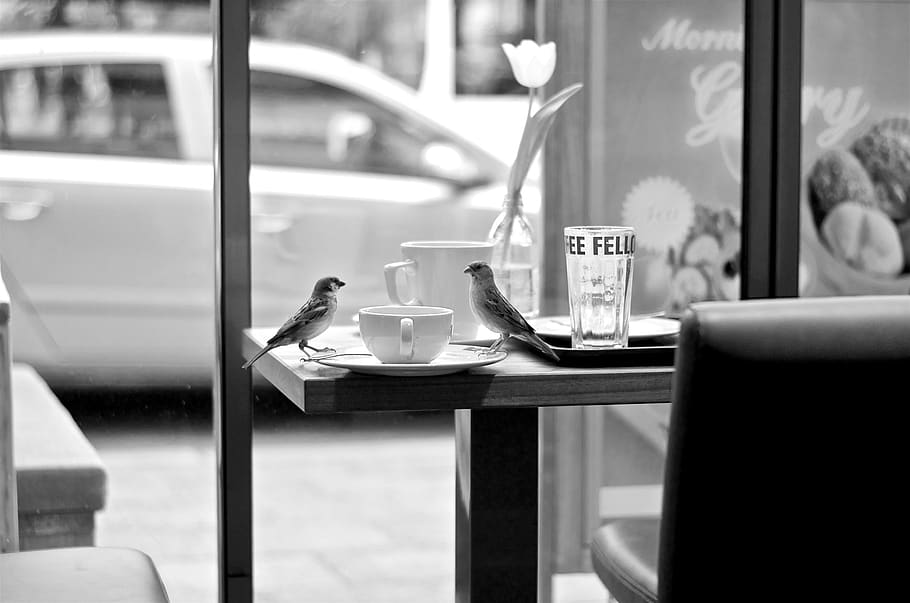 berlin, germany, birds, cafe, urban, table, window, focus on foreground HD wallpaper