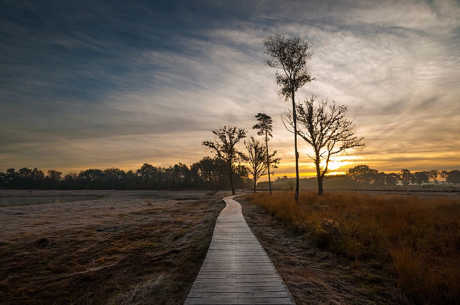 netherlands, visdonk, trees, walkway, nature, sunrise, plant HD wallpaper