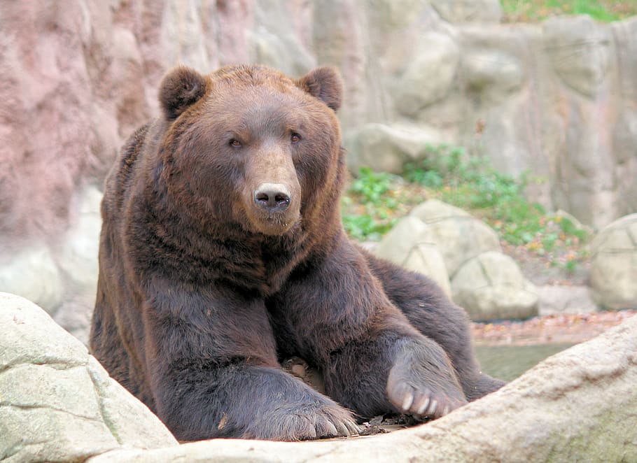bear, brown, kamchatka, lying, animal, beast, zoo, hairy, animal wildlife HD wallpaper