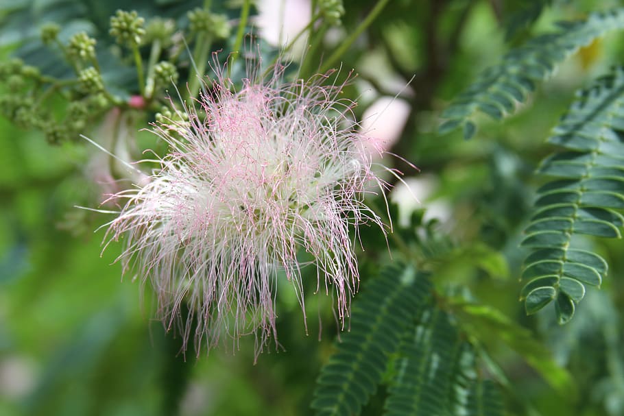 tree, flower, nature, blossom, spring, pink, blooming, plant HD wallpaper