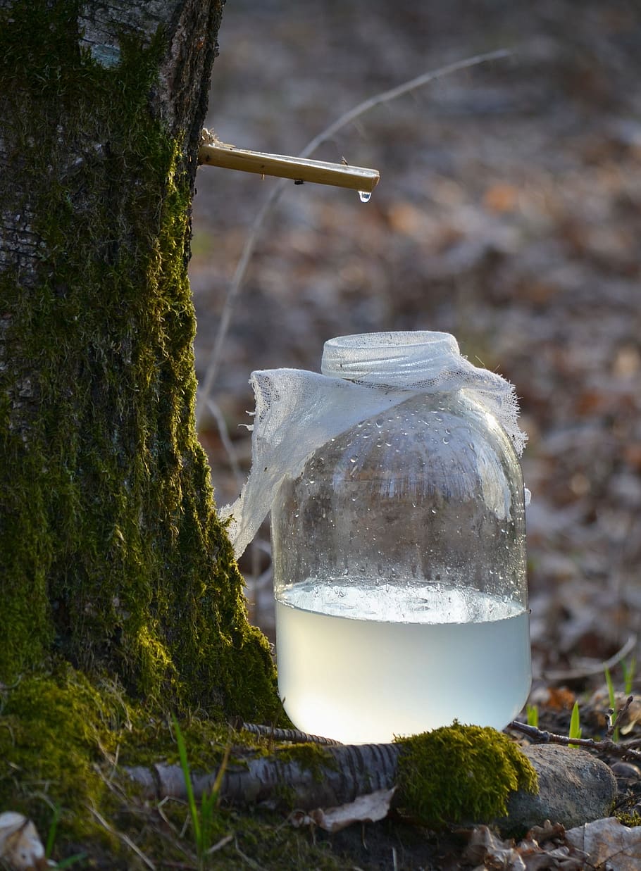 spring, birch sap, nature, focus on foreground, plant, no people HD wallpaper
