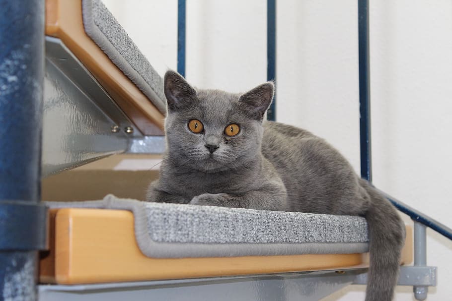 cat, animal, grey, domestic cat, feline, pets, domestic animals HD wallpaper