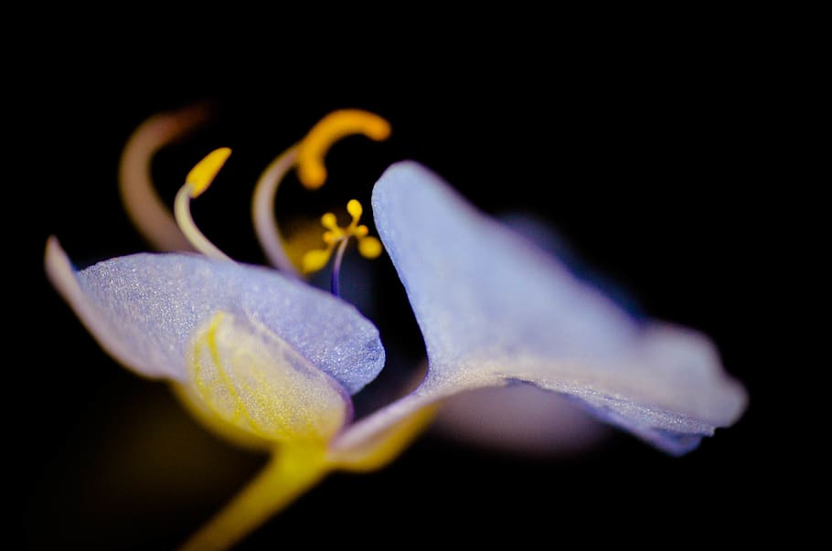 flower, macro, blue, nature, plant, yellow, flowering plant HD wallpaper